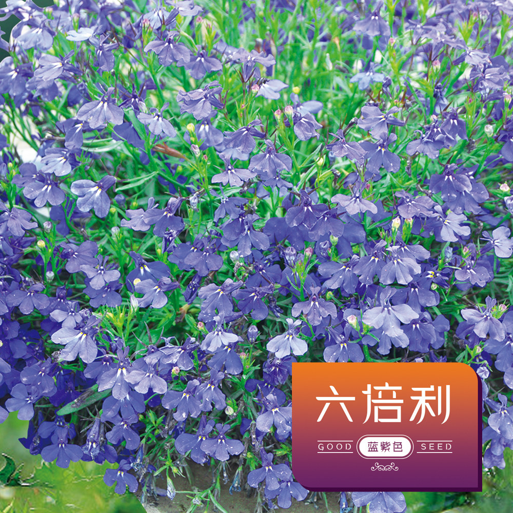 六倍利花种子花种子四季易种花草卉盆栽植物花种籽子野花花卉种子