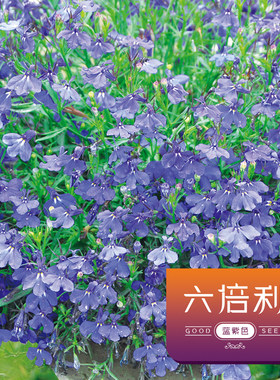 六倍利花种子四季易种