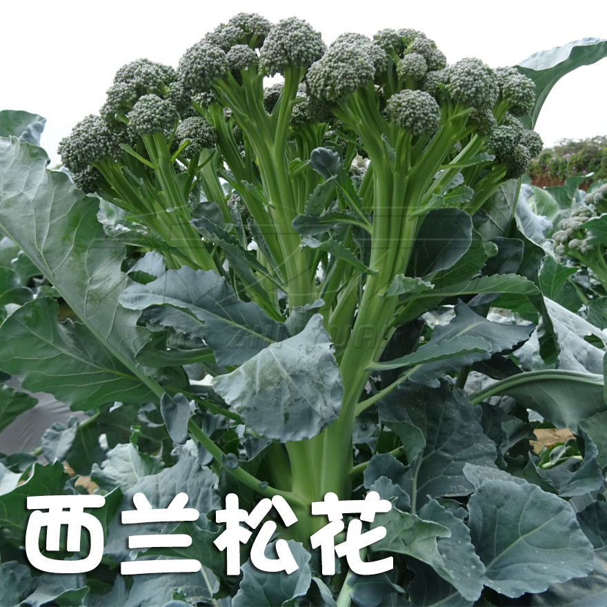 一秆西兰松花种子西兰花种籽松花菜种籽花椰花菜禾之元种业菜籽种,鲜花速递/花卉仿真/绿植园艺,家庭园艺种子,淘宝优惠券,粉丝福利购,淘宝优惠卷