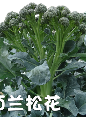 一秆西兰松花种子西兰花种籽松花菜种籽花椰花菜禾之元种业菜籽种