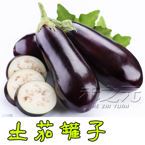农家禾之元长茄原生态四季种子