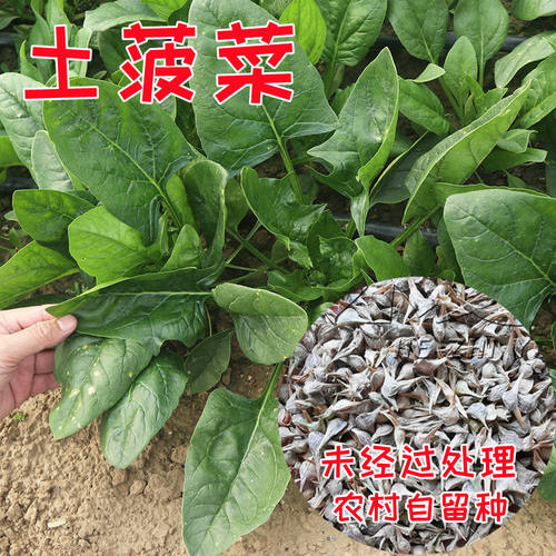 农家土菠菜种子耐热老品种