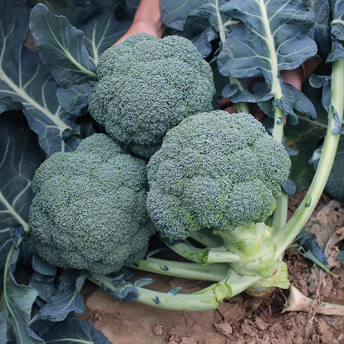 椰菜优秀高产利奥耐寒西兰花种子