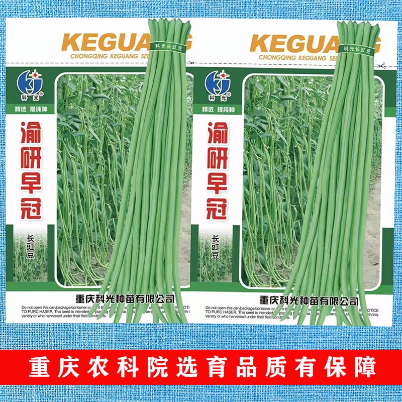 渝研早冠豇豆种子豆角种子