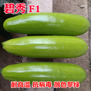 种孑苗 寿光蔬菜碧秀西葫芦种子秋延迟早春露地耐热早熟高产春夏季