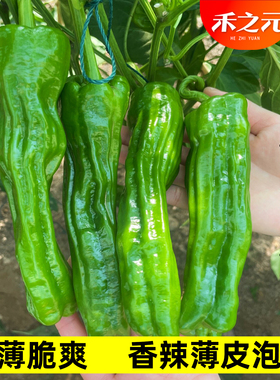 响亮泡椒薄皮辣椒种子高产超辣特大蔬菜四季春季南方北方种孑苗籽