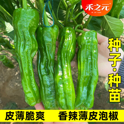 蔬菜高产春季南方辣椒种子
