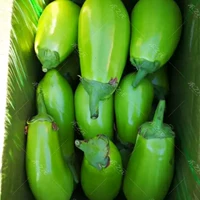 3 зеленые саженцы для баклажанов + 1 мешок с корневым удобрением (вода корни водой, чтобы саженцы могли быстрее замедлить)