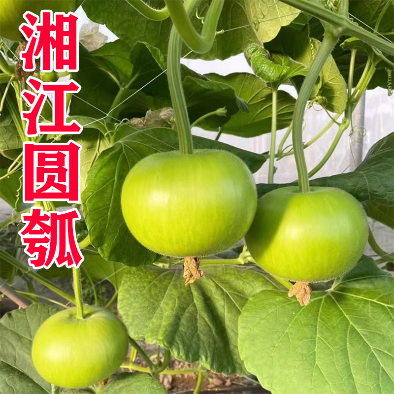 湘江圆瓠瓜种子瓠瓜蔬菜瓠子瓜高产四季夏季春季农家青菜种籽种孑 鲜花速递/花卉仿真/绿植园艺 家庭园艺种子 原图主图