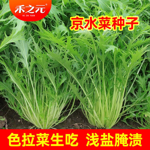 白梗千筋京水菜种子北京特菜保健
