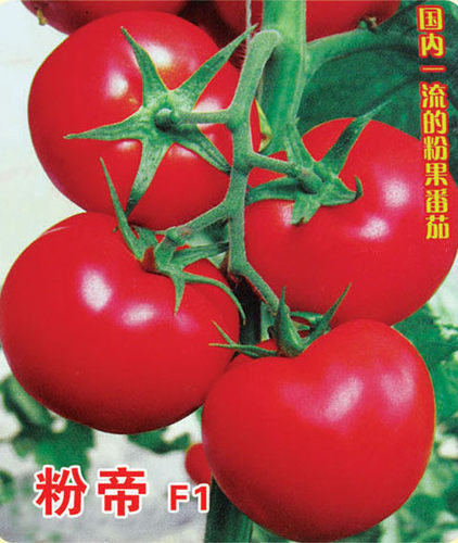 寿光番茄保护地毛粉春夏蔬菜种子