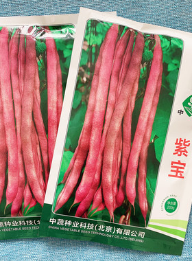 中蔬紫宝菜豆蔬菜春秋紫架豆种子紫架豆种子禾之元种业四季芸豆