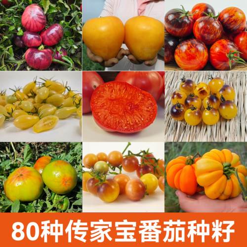 传家宝小番茄种子瀑布绿手指