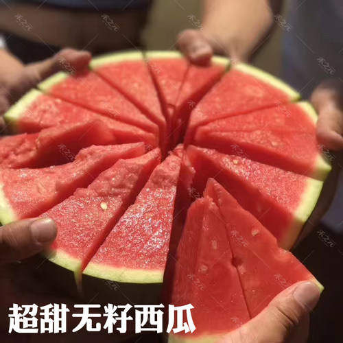 蔬菜浪潮黄瓤无籽四季西瓜种子
