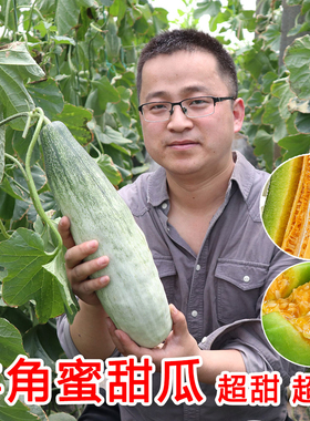 羊角蜜甜瓜种籽羊角酥甜瓜种子香瓜苗密春季四季水果特大种孑大全