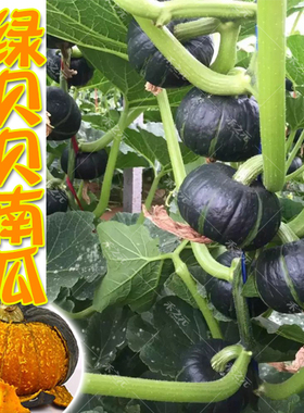 禾之元迷你绿贝贝小南瓜种子板栗四季蔬菜苗春夏菜种籽大全惠和