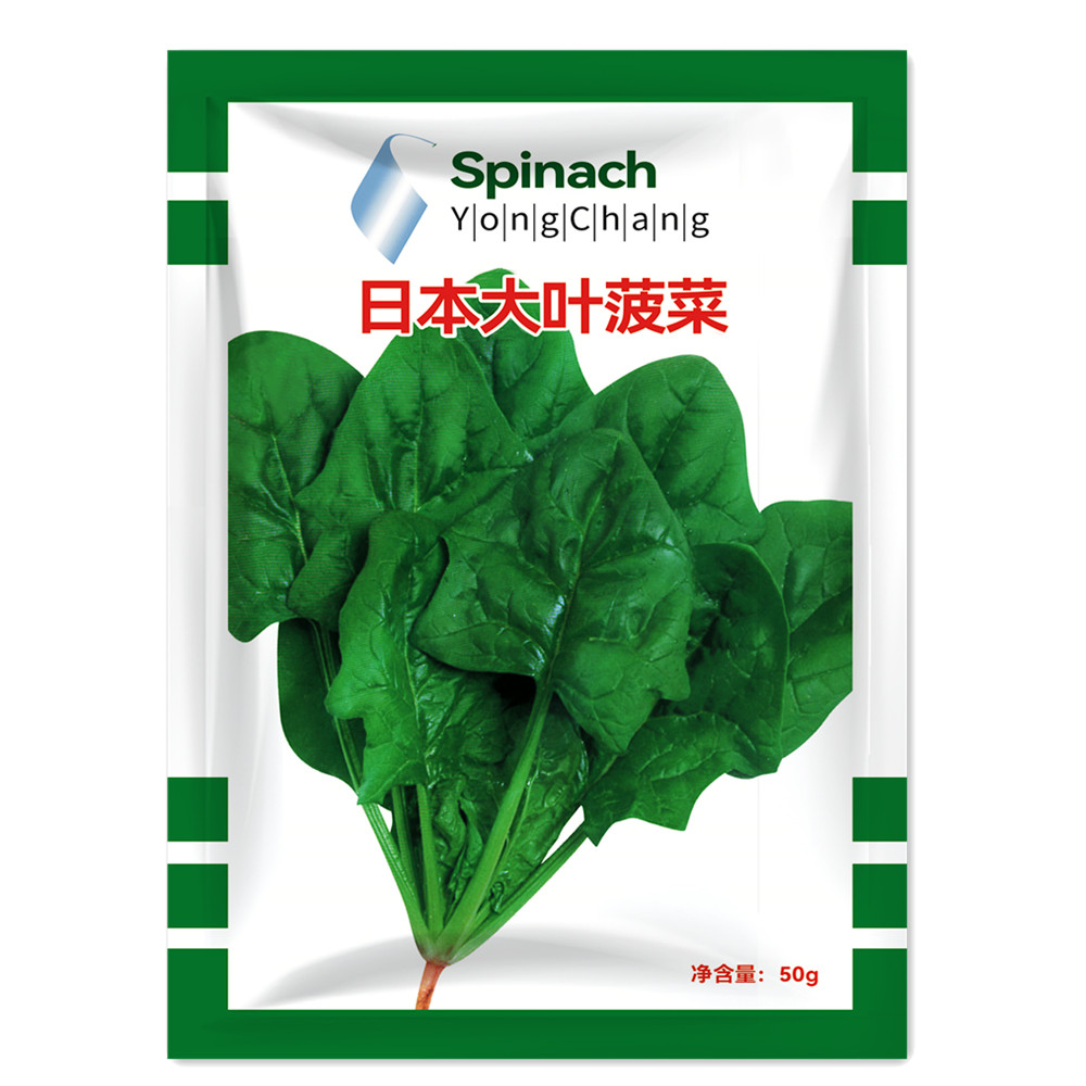 日本大叶菠菜种子春秋红根孑大全
