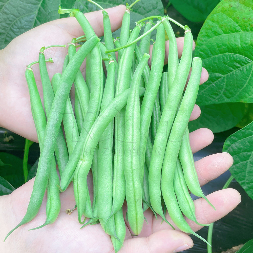 四季豆种子大全菜籽种豆角农家四季春夏秋冬季蔬菜种籽苗盆农家孑,鲜花速递/花卉仿真/绿植园艺,家庭园艺种子,淘宝优惠券,粉丝福利购,淘宝优惠卷