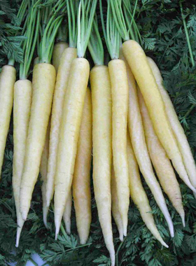 白玉胡萝卜种子种籽荷兰进口白色早熟胡萝卜四季籽种蔬菜孑菜籽