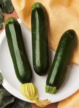 黑贵妃青绿色西葫芦种子蔬菜彩色盆栽种籽短蔓矮生春夏秋冬季青菜