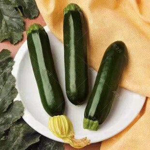 黑贵妃青绿色西葫芦种子蔬菜彩色盆栽种籽短蔓矮生春夏秋冬季 青菜