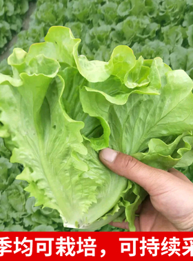意大利奶油生菜种子罗马孔雀菜结球紫生菜种籽孑蔬菜春夏季菜籽种