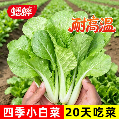 小白菜四季种盆栽菜籽
