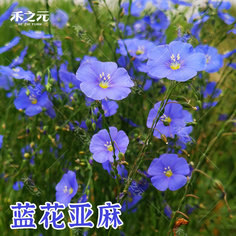 蓝花亚麻花种子室内外盆栽庭院花坛四季播易活多年生蓝紫花卉种孑