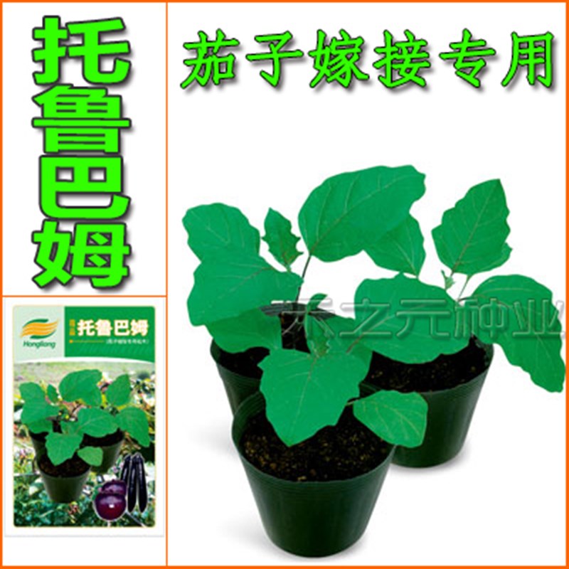 托鲁巴姆种子茄子嫁接专用砧木种子春夏秋冬季散装种孑八目大棚籽,鲜花速递/花卉仿真/绿植园艺,家庭园艺种子,淘宝优惠券,粉丝福利购,淘宝优惠卷