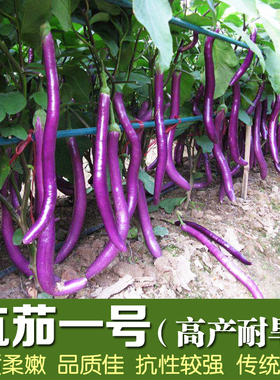 杭茄一号长茄种子茄子苗秧种孑线茄蔬菜种籽春季秋冬茄子种籽茄苗