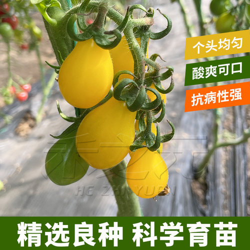 黄洋甜脆四季秋冬樱桃番茄种子