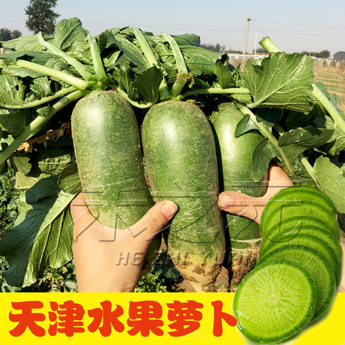 天津种籽孑四季水果型萝卜