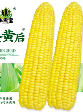 金皇后黄白糯粘金玉米种子东北粘甜老品种籽玉米四季春季夏种孑