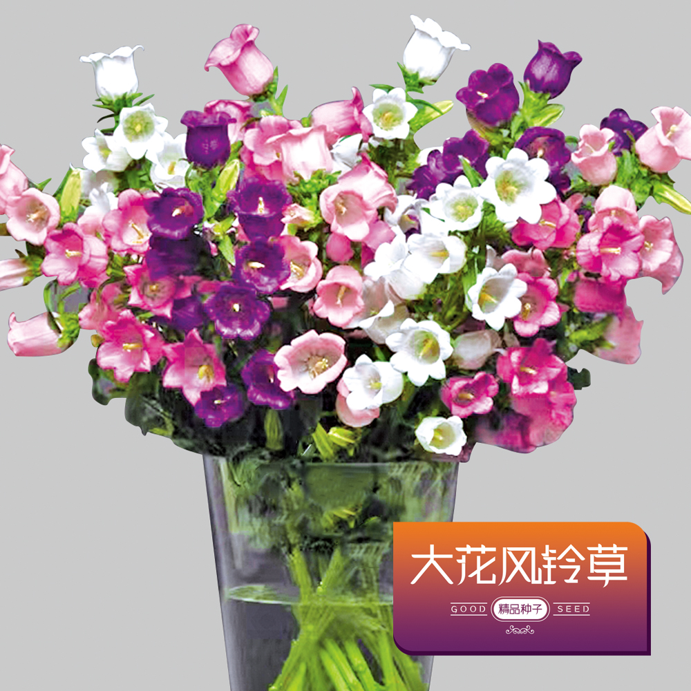 大花风铃草种子室内外盆栽庭院