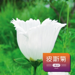 波斯菊花种籽子冰露酒杯天竺少女种四季开花易活花籽庭院花卉种孑