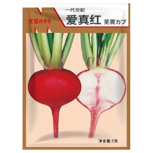 爱真红芜菁种籽红皮萝卜种子阳台盆栽日本进口禾之元种业蔬菜种孑