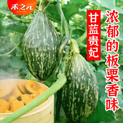 北京农科院橄榄贵妃南瓜种子