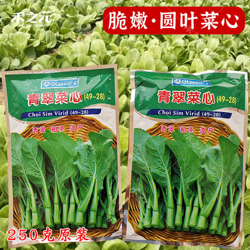 广东青翠油青甜菜心种子