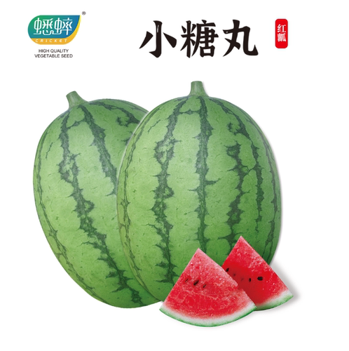 蟋蟀夏季超甜小糖丸西瓜种子