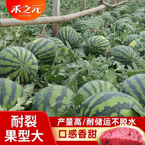 甜王西瓜籽特大春季四季高产