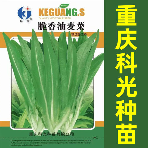 春秋冬季农家南北方香油麦菜