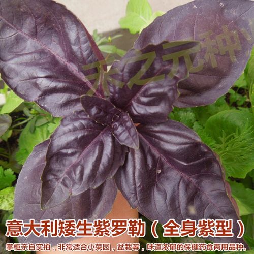 紫罗勒九层塔四季驱蚊虫香草籽