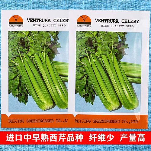 进口文图拉芹菜种子浅绿高产