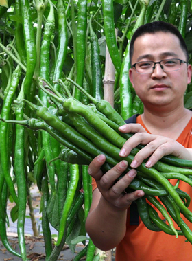 线椒种子超辣高产辣椒种籽大全二荆条四季盆栽辣椒苗蔬菜种孑春季