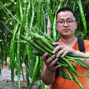 盆栽辣椒苗蔬菜种孑春季 线椒种子超辣高产辣椒种籽大全二荆条四季