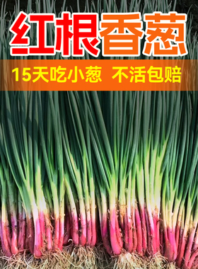 红根小香葱种子红葱头小香葱籽葱头葱种籽四季秋冬盆栽蔬菜苗菜籽