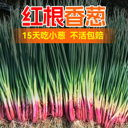 红根小香葱种子四季农家盆栽