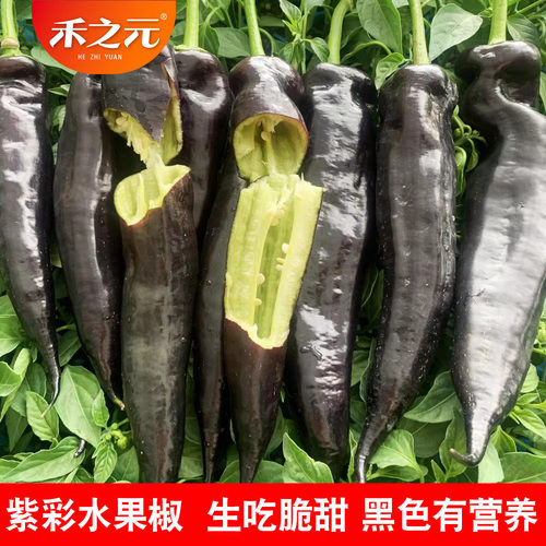紫彩水果椒种子特色辣椒甜椒种籽