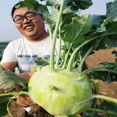 天津特菜苤蓝春季0冬季盆栽种子