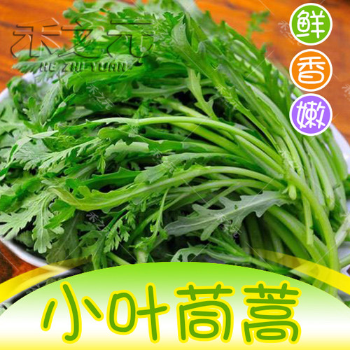 小叶茼蒿种子大全农家茼蒿种籽夏秋冬四季皇帝菜种苗青菜蔬菜种孑